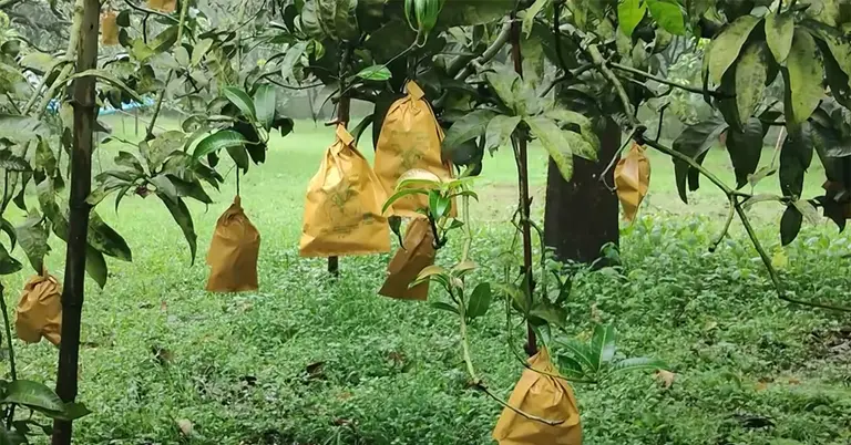 বাগানে আমে ব্যবহৃত হয়েছে ফ্রুটব্যাগ